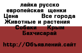 лайка русско-европейская (щенки) › Цена ­ 5 000 - Все города Животные и растения » Собаки   . Крым,Бахчисарай